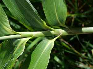 Broad-leaved bamboo(Sasa palmata)