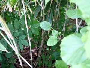 Broad-leaved bamboo(Sasa palmata)