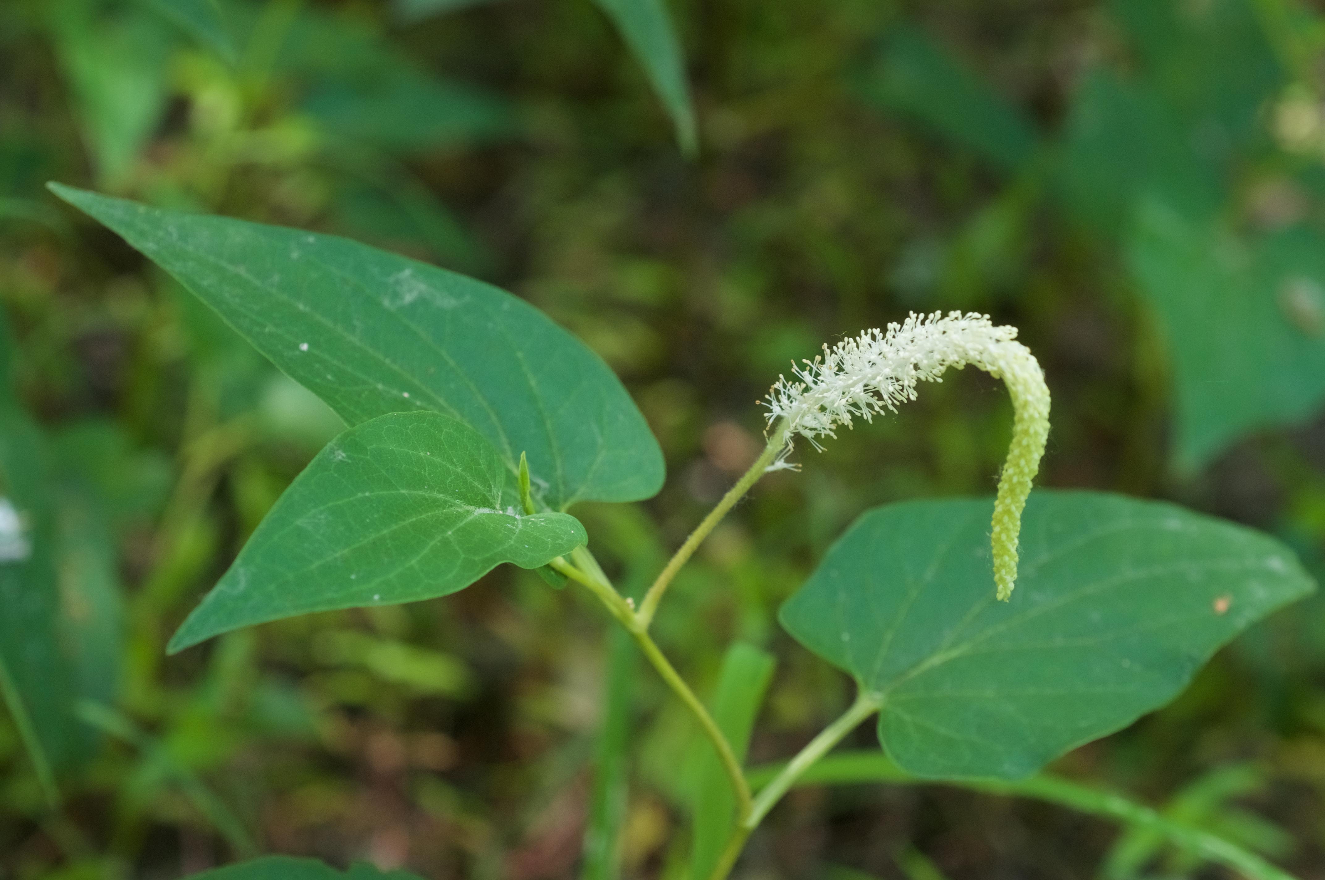 Lizard's tail