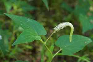 Lizard's tail(Saururus cernuus)