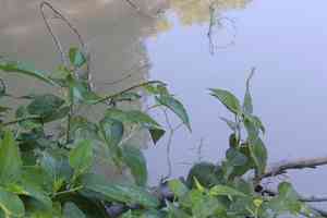 Lizard's tail(Saururus cernuus)