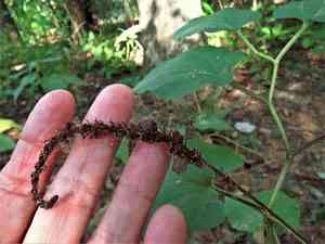 Lizard's tail(Saururus cernuus)