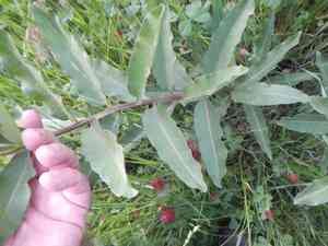 Lizard's tail(Saururus cernuus)