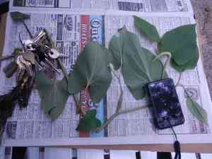 Lizard's tail(Saururus cernuus)