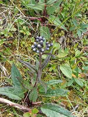 Alpine saw-wort(Saussurea alpina)