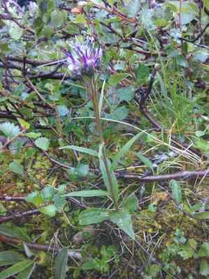 Alpine saw-wort(Saussurea alpina)