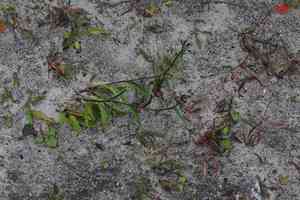 Alpine saw-wort(Saussurea alpina)