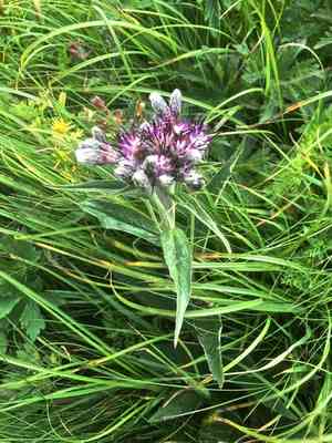 Alpine saw-wort(Saussurea alpina)