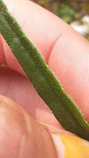 Narrowleaf saw-wort(Saussurea angustifolia)
