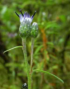 Narrowleaf saw-wort(Saussurea angustifolia)