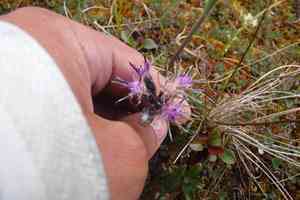Narrowleaf saw-wort(Saussurea angustifolia)