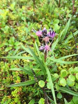 Narrowleaf saw-wort(Saussurea angustifolia)