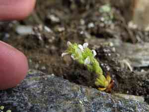 Biennial saxifrage(Saxifraga adscendens)