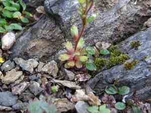 Biennial saxifrage(Saxifraga adscendens)