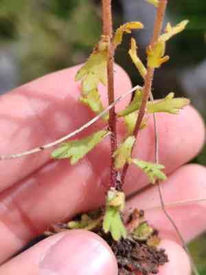 Biennial saxifrage(Saxifraga adscendens)