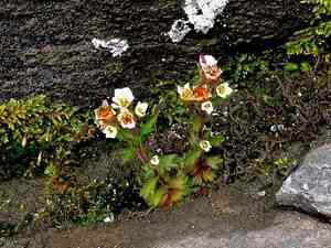 Biennial saxifrage(Saxifraga adscendens)