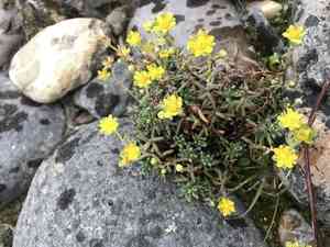 Yellow mountain saxifrage(Saxifraga aizoides)
