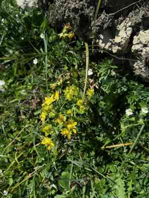 Yellow mountain saxifrage(Saxifraga aizoides)