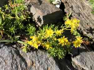 Yellow mountain saxifrage(Saxifraga aizoides)
