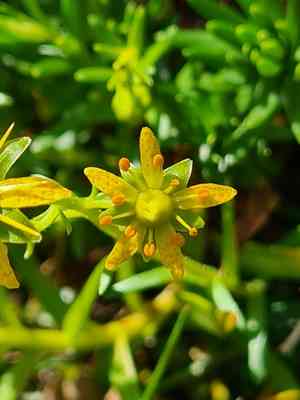 Yellow mountain saxifrage(Saxifraga aizoides)