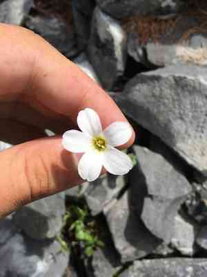 Nodding saxifrage(Saxifraga cernua)