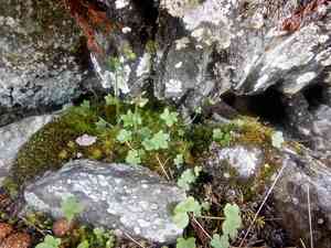 Nodding saxifrage(Saxifraga cernua)