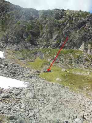 Nodding saxifrage(Saxifraga cernua)