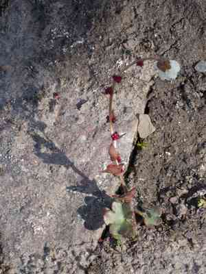 Nodding saxifrage(Saxifraga cernua)