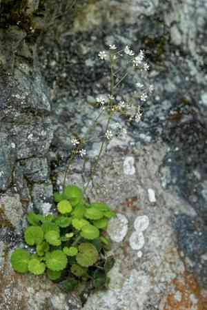 Kidney saxifrage(Saxifraga hirsuta)