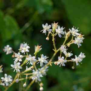 Kidney saxifrage(Saxifraga hirsuta)
