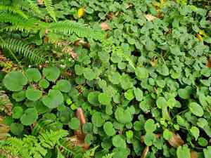 Kidney saxifrage(Saxifraga hirsuta)