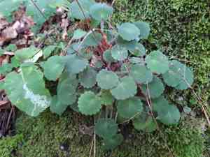 Kidney saxifrage(Saxifraga hirsuta)