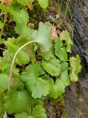 Wood saxifrage(Saxifraga mertensiana)