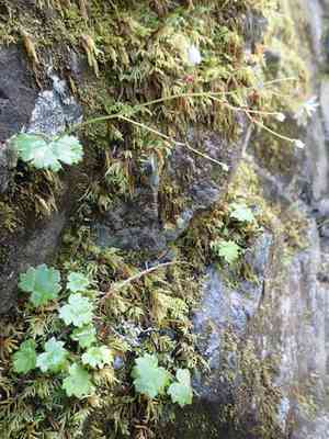 Wood saxifrage(Saxifraga mertensiana)