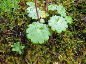 Wood saxifrage(Saxifraga mertensiana)