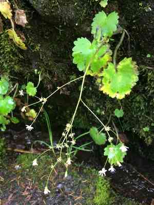 Wood saxifrage(Saxifraga mertensiana)