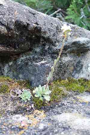White mountain saxifrage(Saxifraga paniculata)