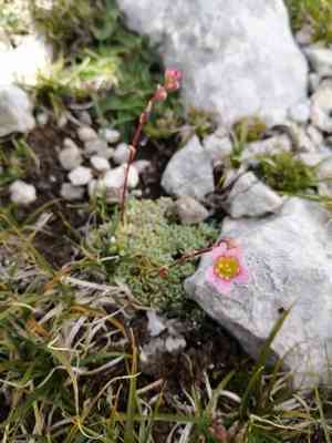 White mountain saxifrage(Saxifraga paniculata)