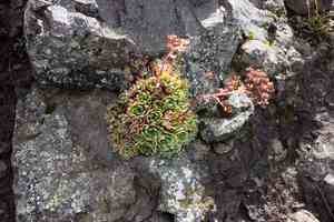 White mountain saxifrage(Saxifraga paniculata)