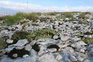 White mountain saxifrage(Saxifraga paniculata)