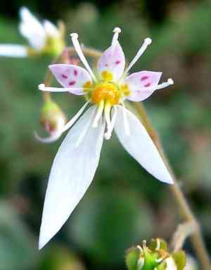 Strawberry saxifrage(Saxifraga stolonifera)