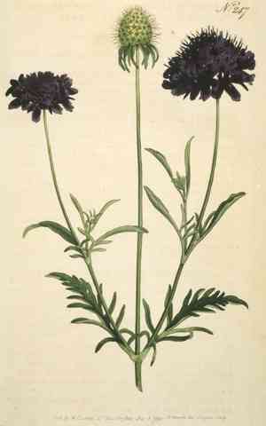 Pincushion flower(Scabiosa atropurpurea)