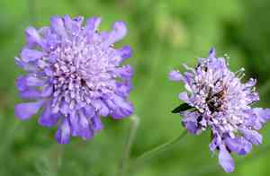 Pincushions (Scabiosa)(Scabiosa)