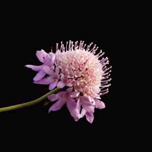 Pincushions (Scabiosa)(Scabiosa)