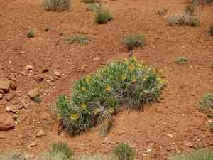 Badlands mule-ears(Scabrethia scabra)