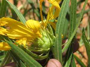 Badlands mule-ears(Scabrethia scabra)