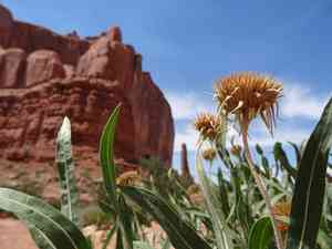 Badlands mule-ears(Scabrethia scabra)