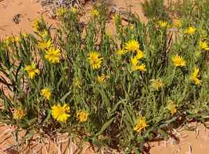 Badlands mule-ears(Scabrethia scabra)