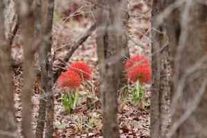 African blood lily(Scadoxus multiflorus)