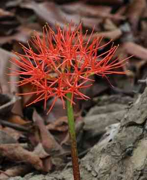 African blood lily(Scadoxus multiflorus)